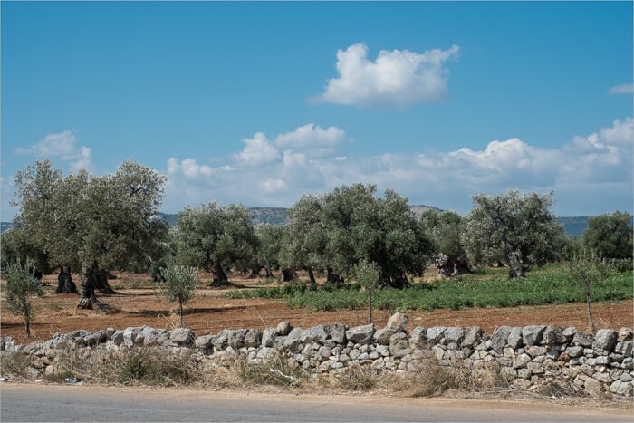 Southern Italian Olive Trees