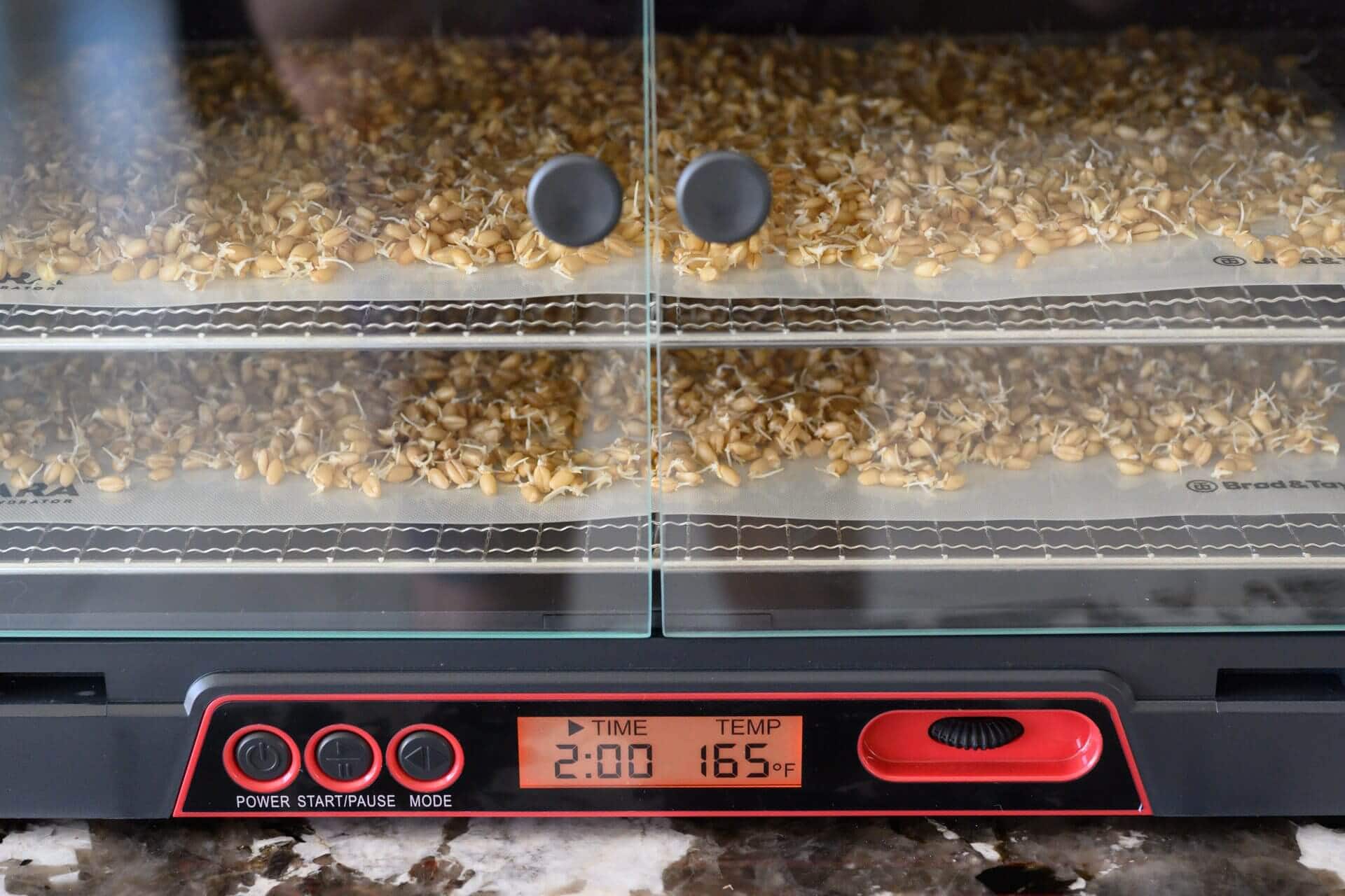 Dehydrating sprouted white wheat